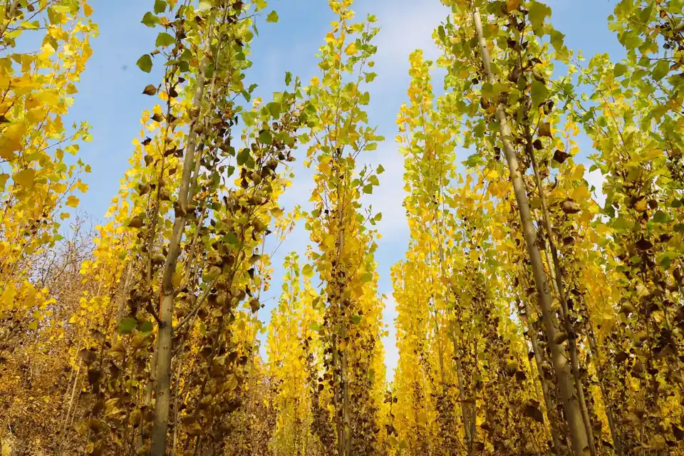 Golden autumn trees illustrating the deeper, warmer character of brown noise