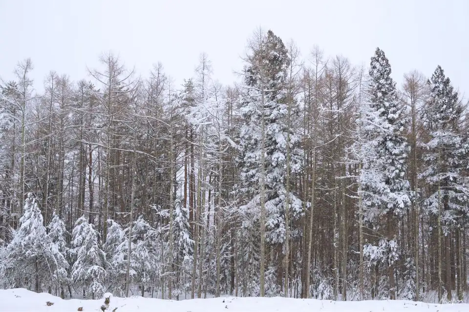 Snow-covered forest illustrating the cool, steady character of white noise